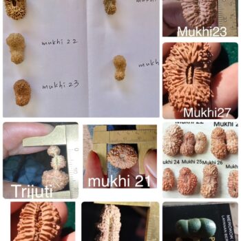 専門店だから安心！21面以上のルドラクシャをお探しの方へ