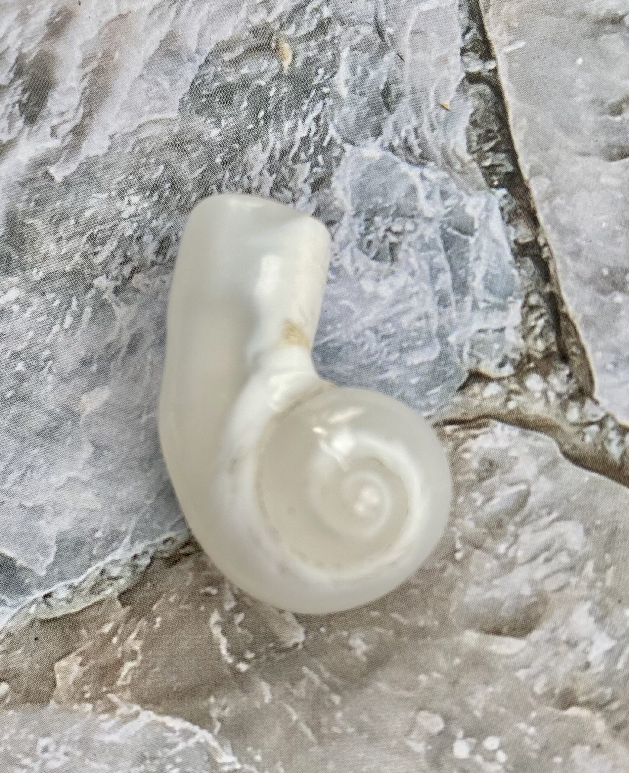 特価！！【入魂儀式済】観賞用★研磨済ケオン(25-B)