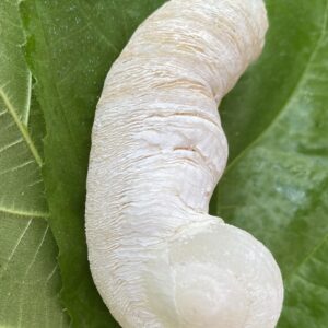 【入魂儀式済・無研磨ケオン】観賞用(25-C)