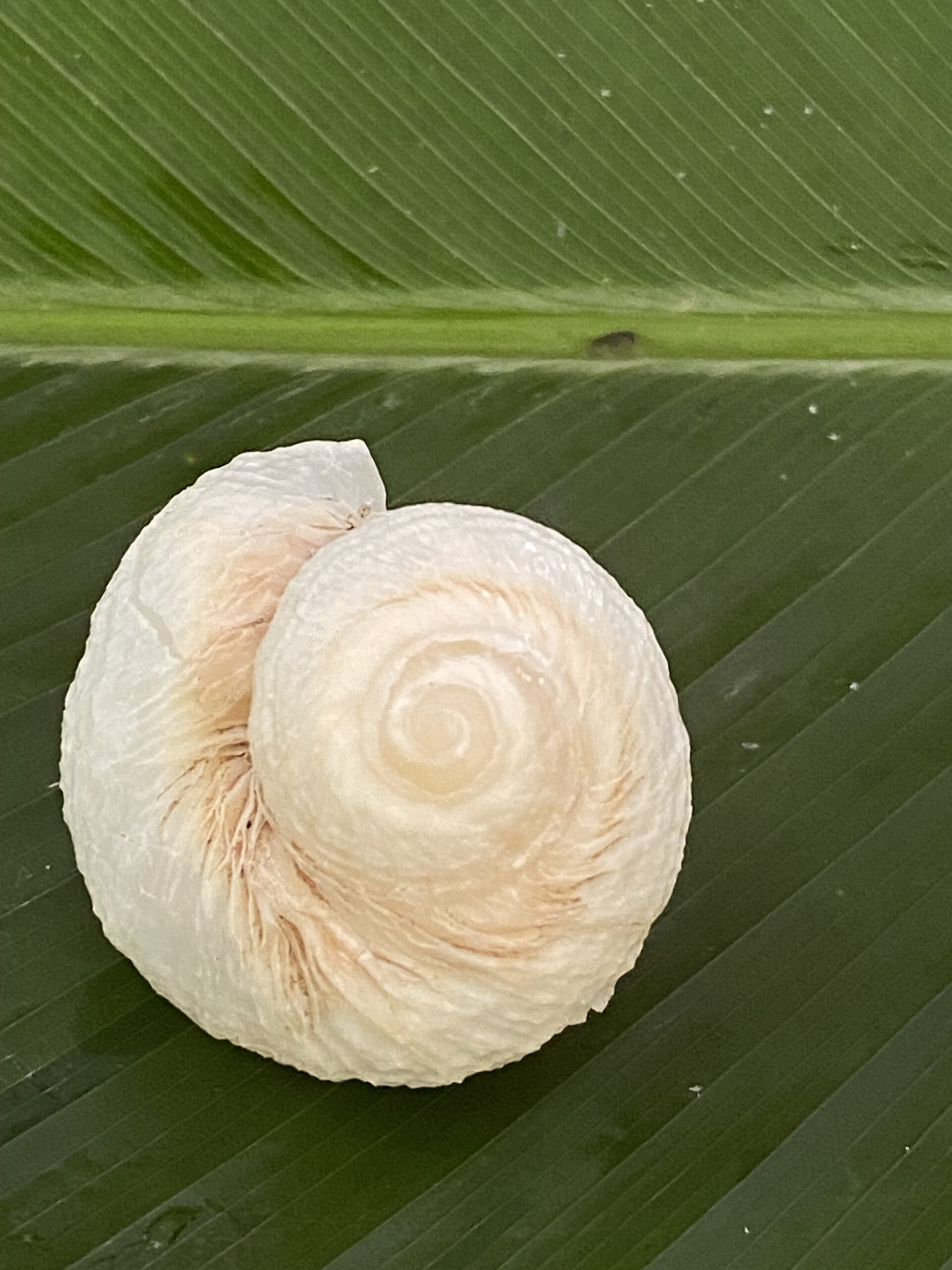 【入魂儀式済・無研磨ケオン】観賞用(25-D)