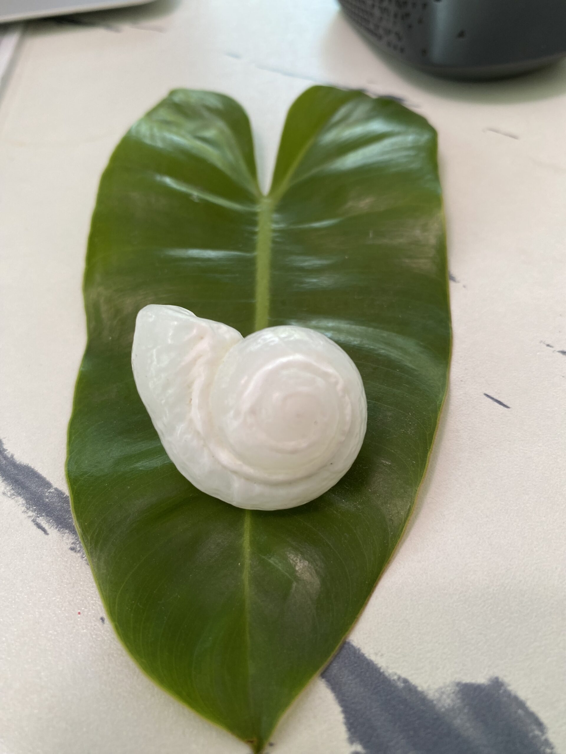 【入魂儀式済・無研磨ケオン】観賞用(25-H)