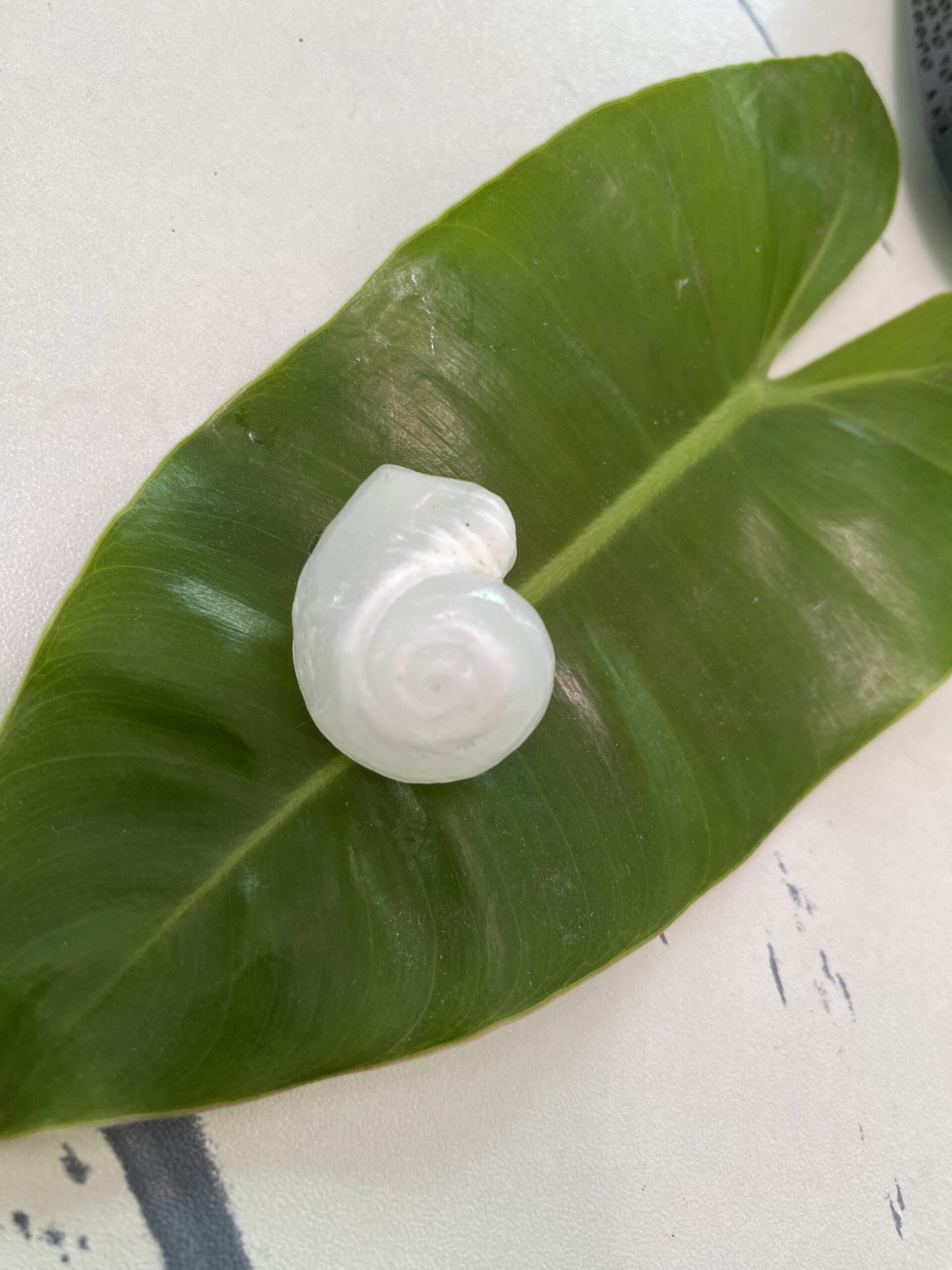 【入魂儀式済・無研磨ケオン】観賞用(25-I)