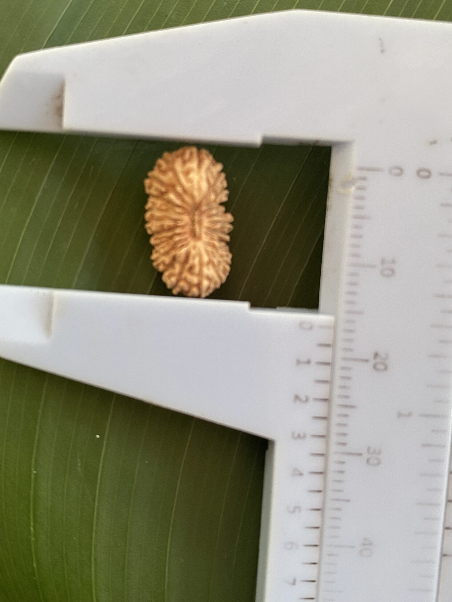 【ルドラクシャ２２面】コレクタービーズ（25ーA）