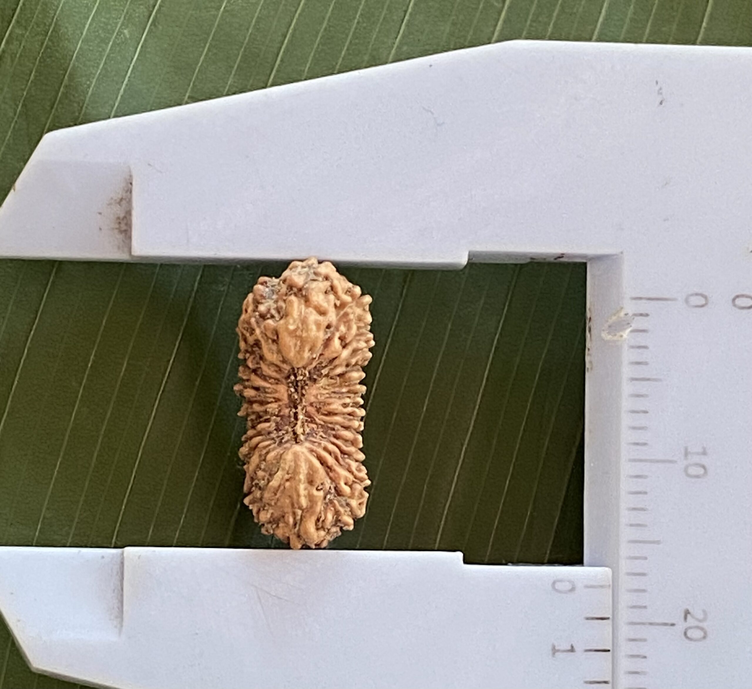 【ルドラクシャ２６面】コレクタービーズ（25ーA）