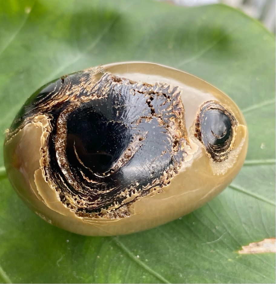 【ブラックウリ（黒珊瑚）】アースルート（２５ーA）★深海の宝