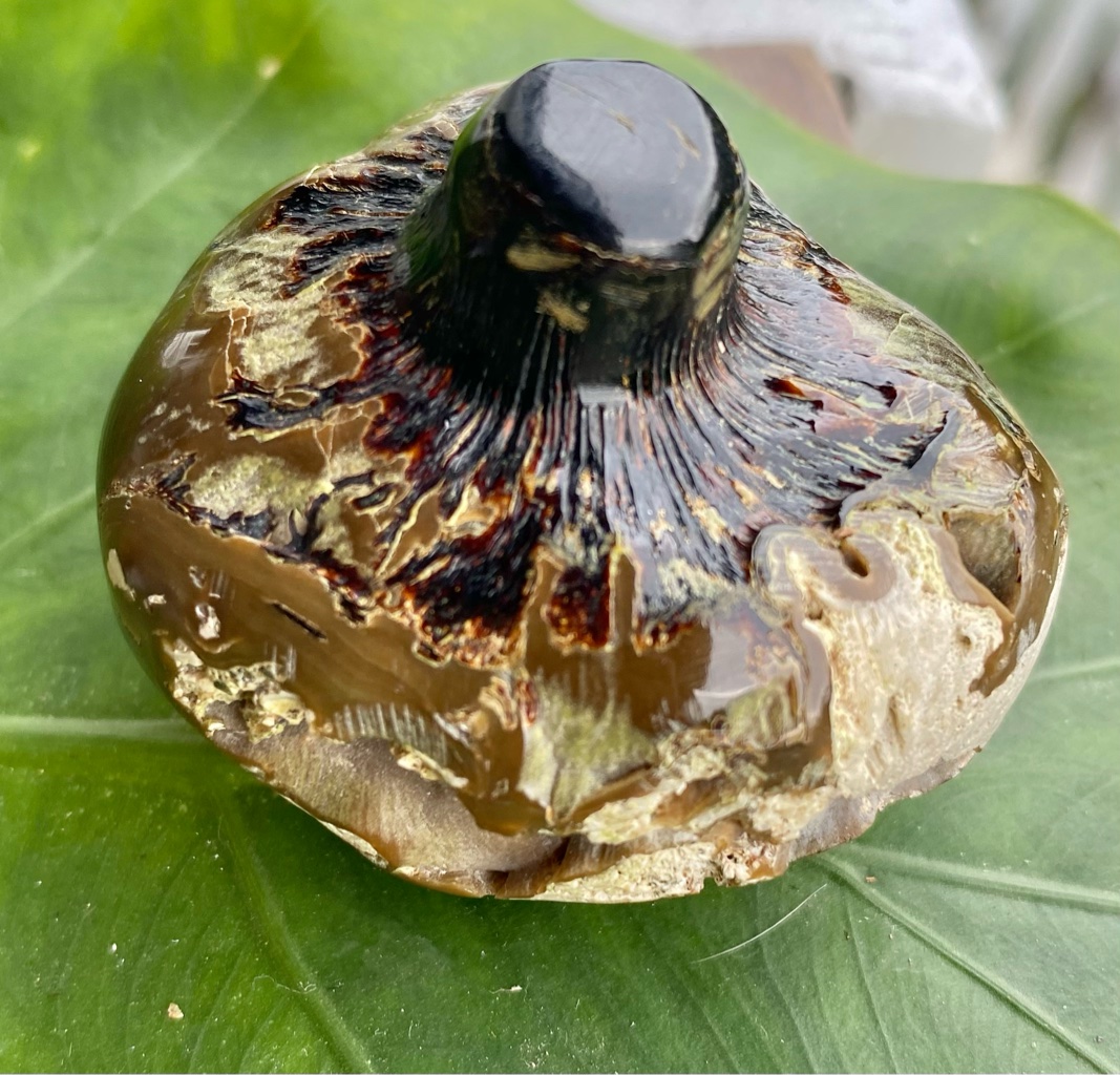 【ブラックウリ（黒珊瑚）】アースルート（２５ーB）★深海の宝