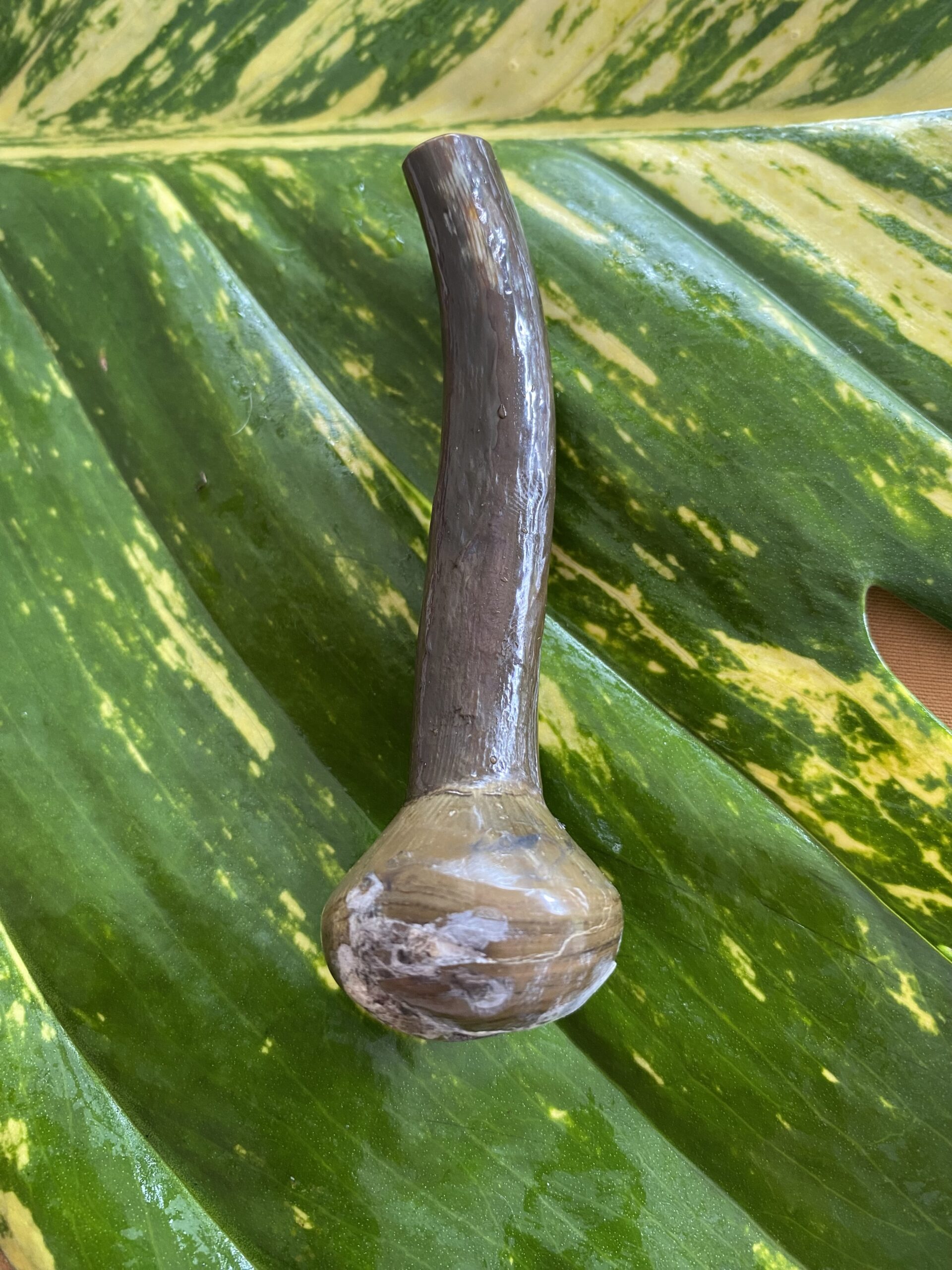 【鑑賞用インドネシア産グリーンウリ（２５ーA）