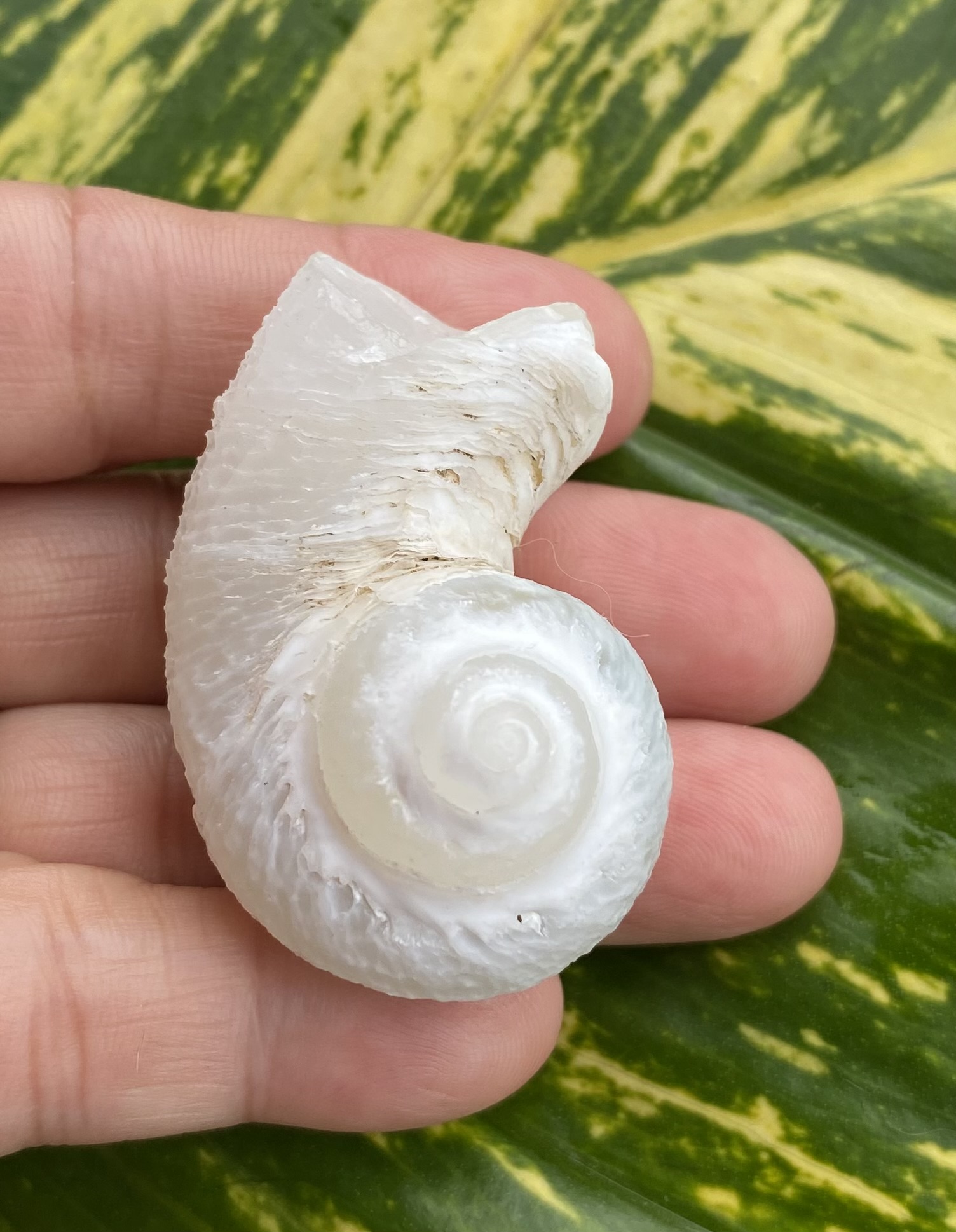 【入魂儀式済・無研磨ケオン】観賞用（２５ーJ）