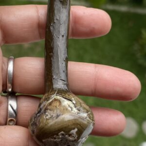 【鑑賞用インドネシア産グリーンウリ（２５ーB）