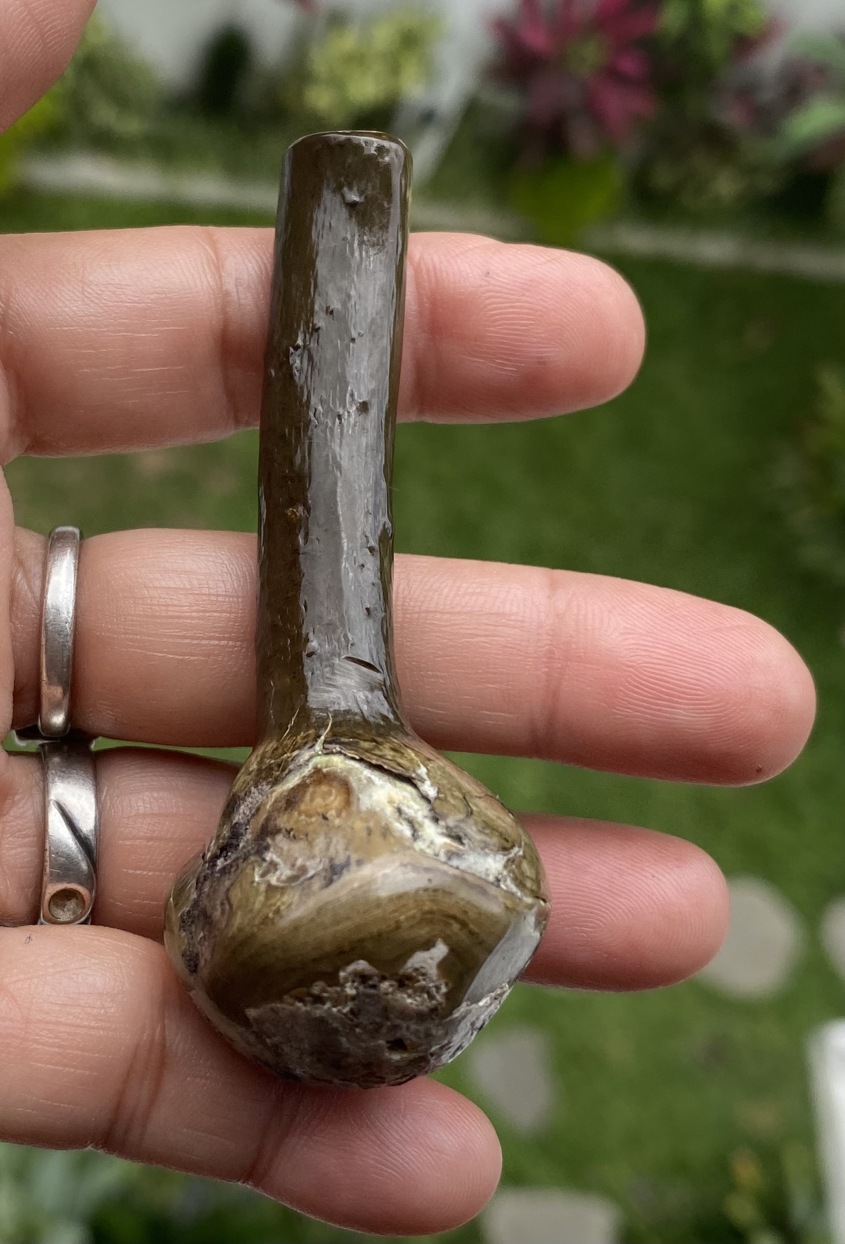 【鑑賞用インドネシア産グリーンウリ（２５ーB）