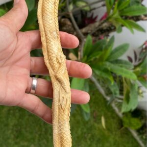 【ホワイト・ウリ】龍神彫刻★ワンド