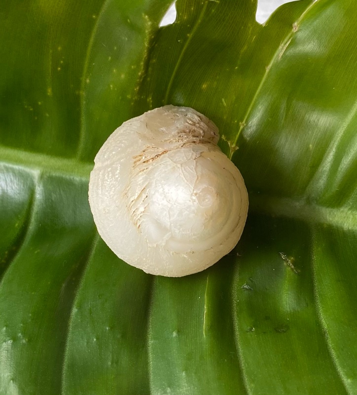 【入魂儀式済・無研磨ケオン】観賞用（２５ーK）