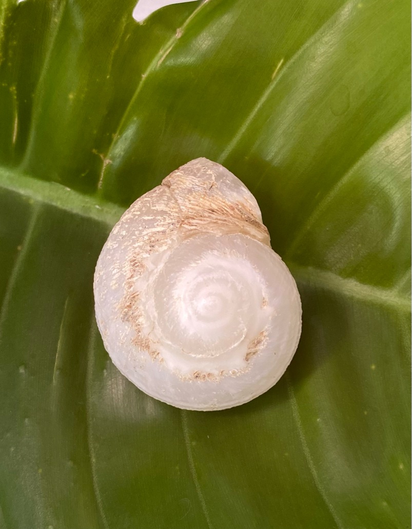 【入魂儀式済・無研磨ケオン】観賞用（２５ーL）