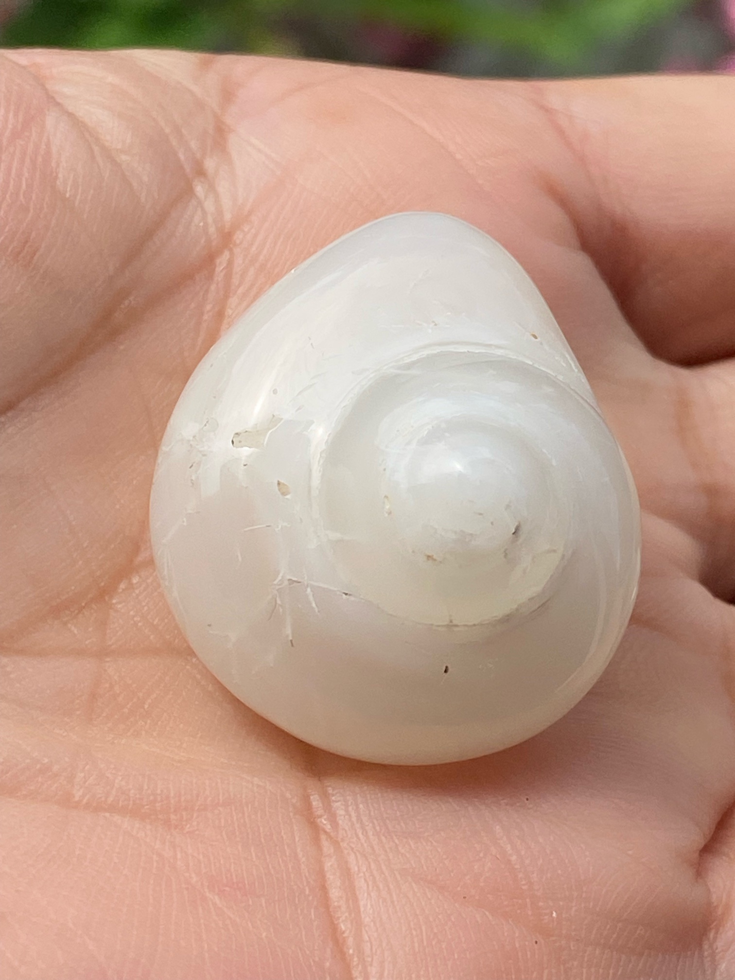 特価！！【入魂儀式済】観賞用★研磨済ケオン(２６ーA)