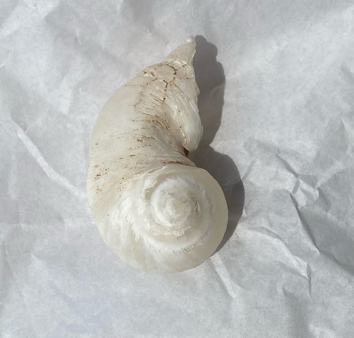 【入魂儀式済・無研磨ケオン】観賞用(２６ーA)