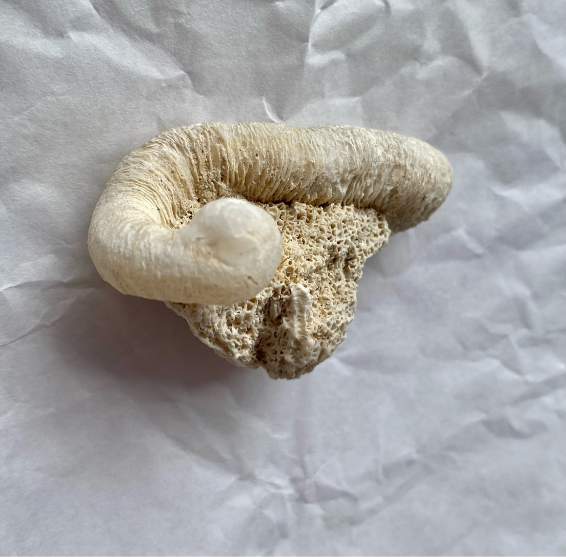 【入魂儀式済ケオン無研磨】珊瑚付き★観賞用（２６ーB）