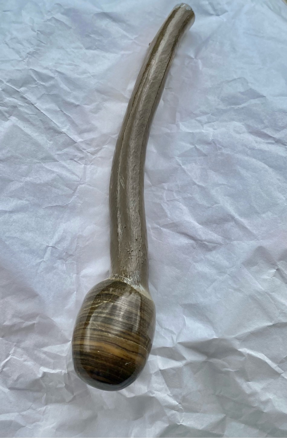 【鑑賞用】インドネシア産グリーンウリ（２６ーA）