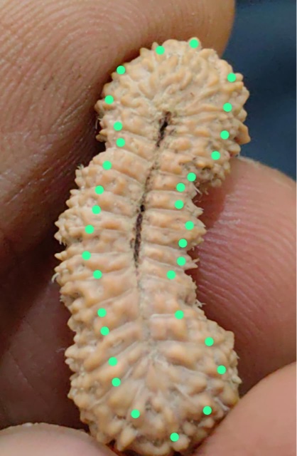 受注発送【ルドラクシャ３３面】コレクタービーズ(２６ーB)