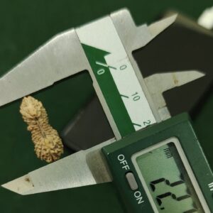 【ルドラクシャ２７面】コレクタービーズ(２６ーC)