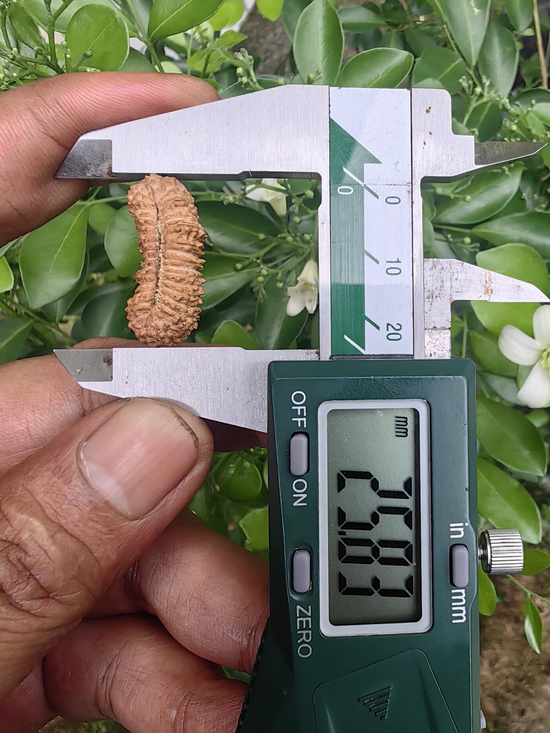 受注発注【ルドラクシャ３５面】コレクタービーズ(２６ーE)