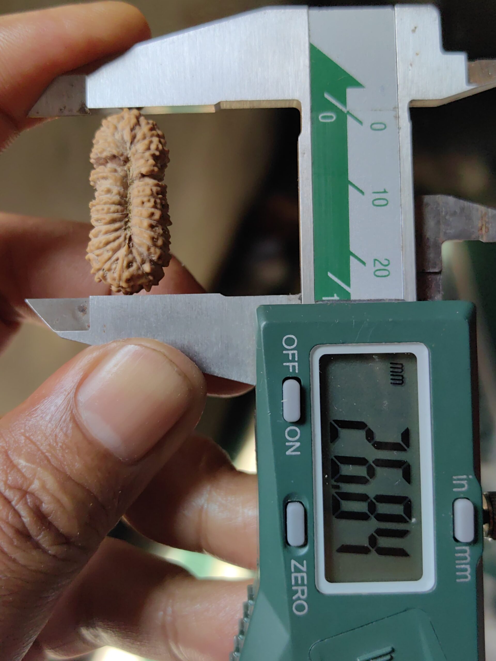 受注発注【ルドラクシャ２６面】コレクタービーズ(２６ーD)