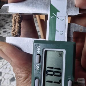 受注発注【ルドラクシャ３５面】コレクタービーズ(２６ーG)