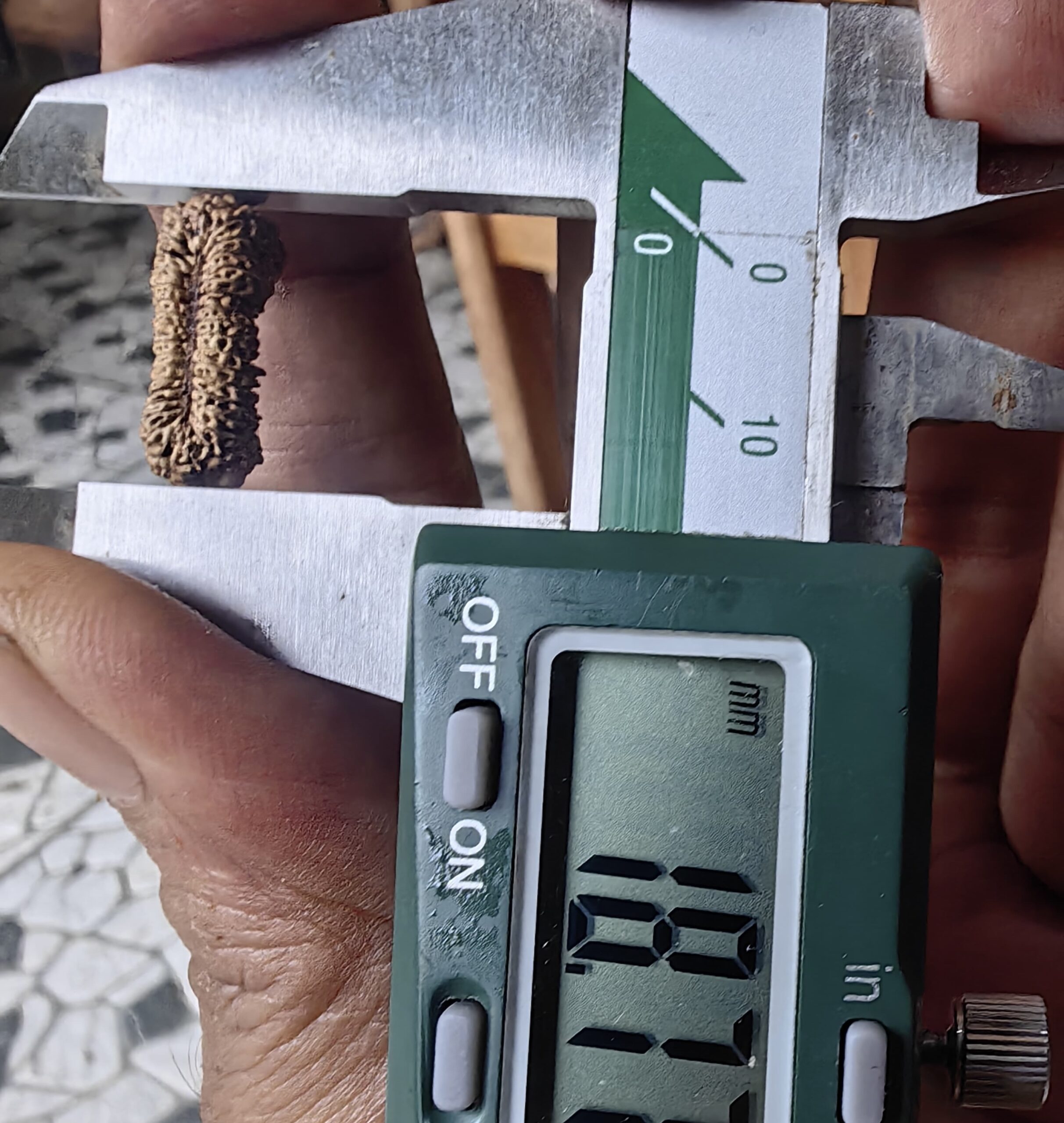 受注発注【ルドラクシャ３５面】コレクタービーズ(２６ーG)