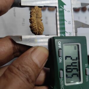 受注発注【ルドラクシャ２８面】コレクタービーズ(２６ーF)