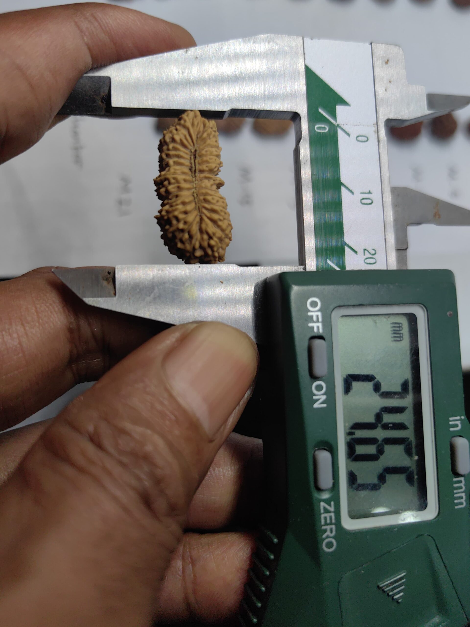 受注発注【ルドラクシャ２８面】コレクタービーズ(２６ーF)