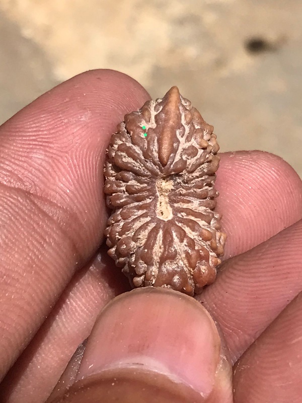 受注発注【鼻付きガネーシャ２１面】コレクタービーズ(２６ーE)