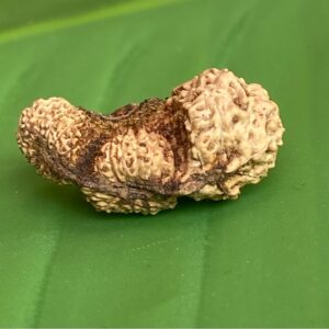 【Trijuti2９面】コレクタービーズ(２６ーE)