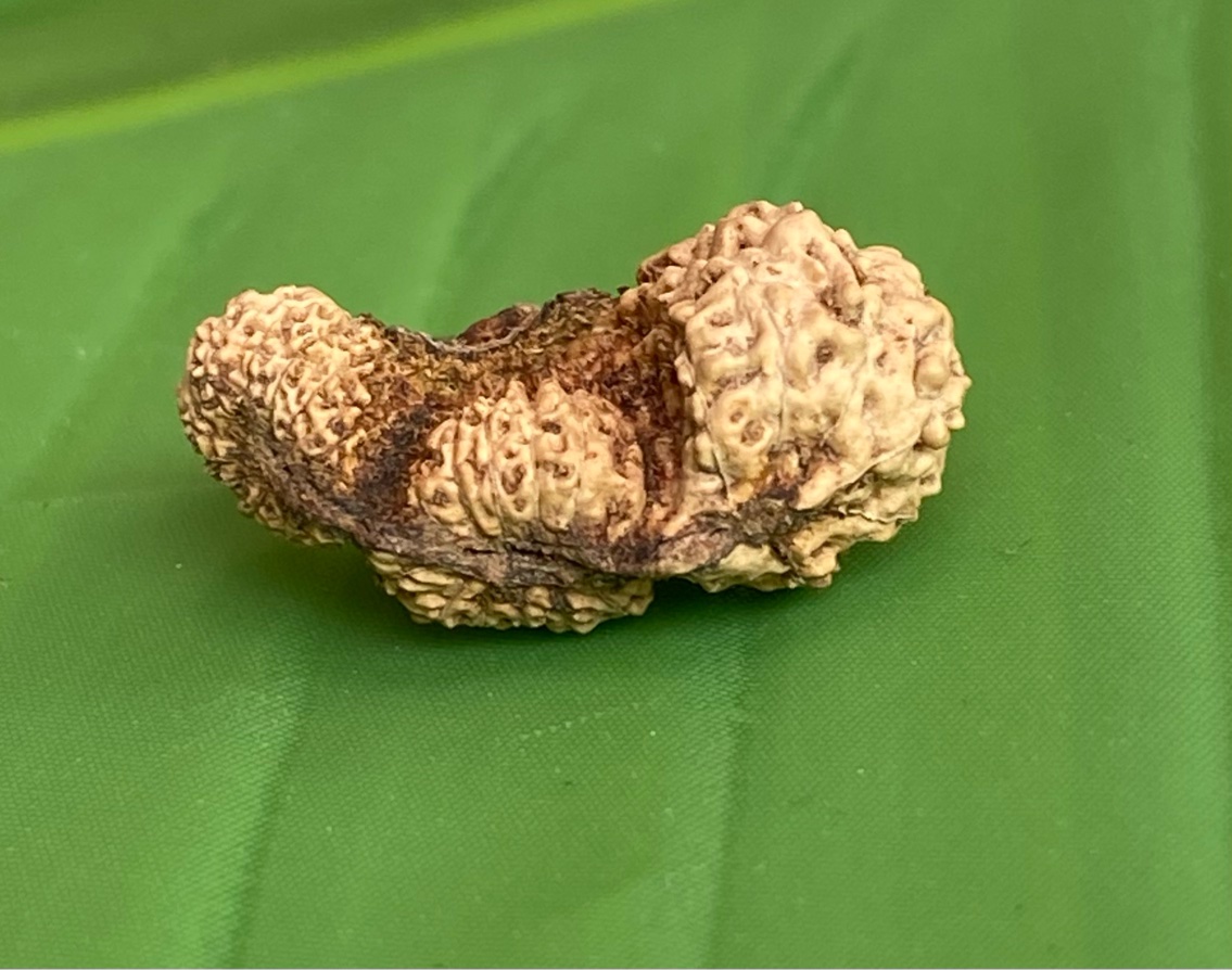 【Trijuti2９面】コレクタービーズ(２６ーE)