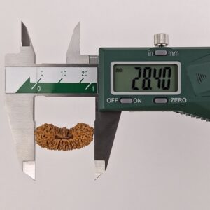 受注発注【ルドラクシャ２9面】コレクタービーズ(２６ーG)