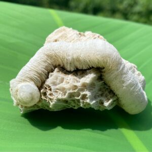 入魂儀式済ケオン無研磨】珊瑚付き★観賞用（２６ーC）