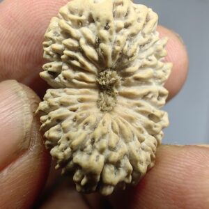 受注発注【ルドラクシャ２１面】コレクタービーズ(２６ーJ)