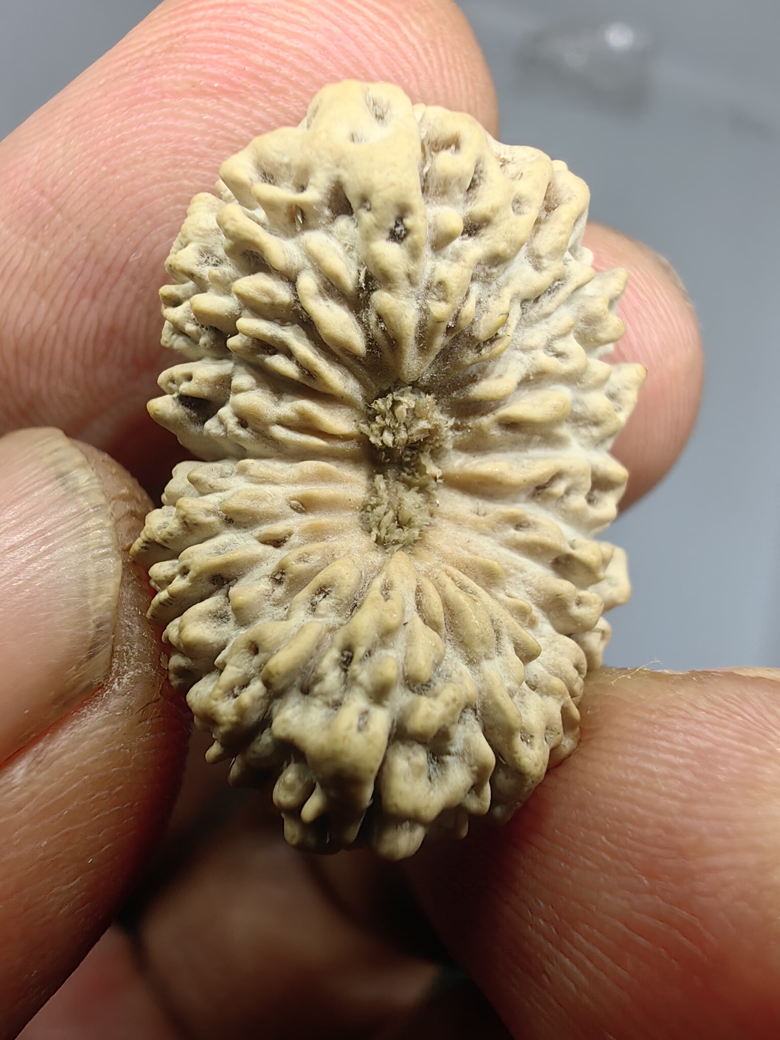 受注発注【ルドラクシャ２１面】コレクタービーズ(２６ーJ)