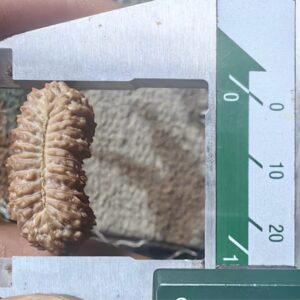 受注発注【ルドラクシャ２８面】コレクタービーズ(２６ーK)