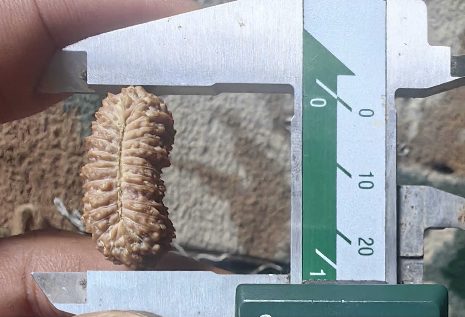 受注発注【ルドラクシャ２８面】コレクタービーズ(２６ーK)