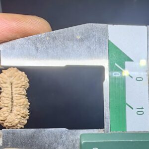 受注発注【ルドラクシャ２７面】コレクタービーズ(２６ーL)