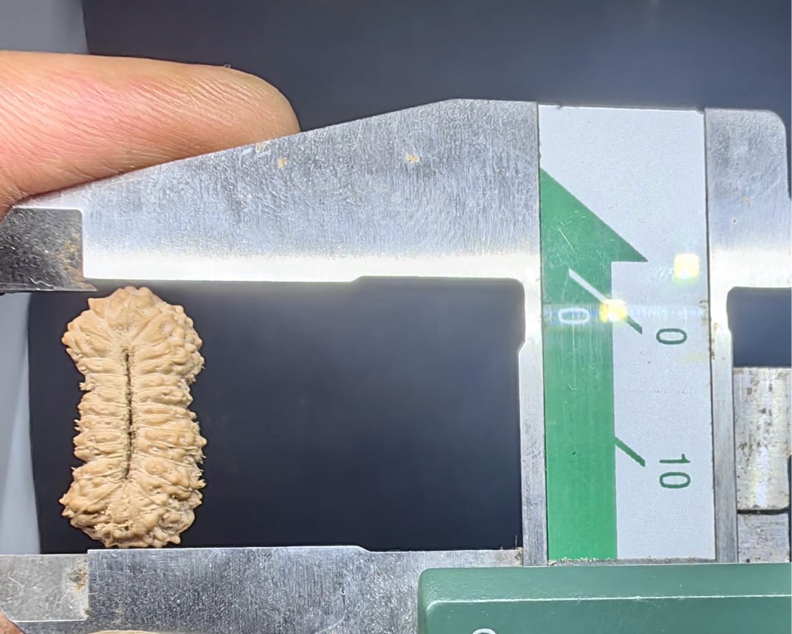 受注発注【ルドラクシャ２７面】コレクタービーズ(２６ーL)