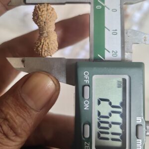 受注発注【ルドラクシャ３１面】コレクタービーズ(２６ーV)