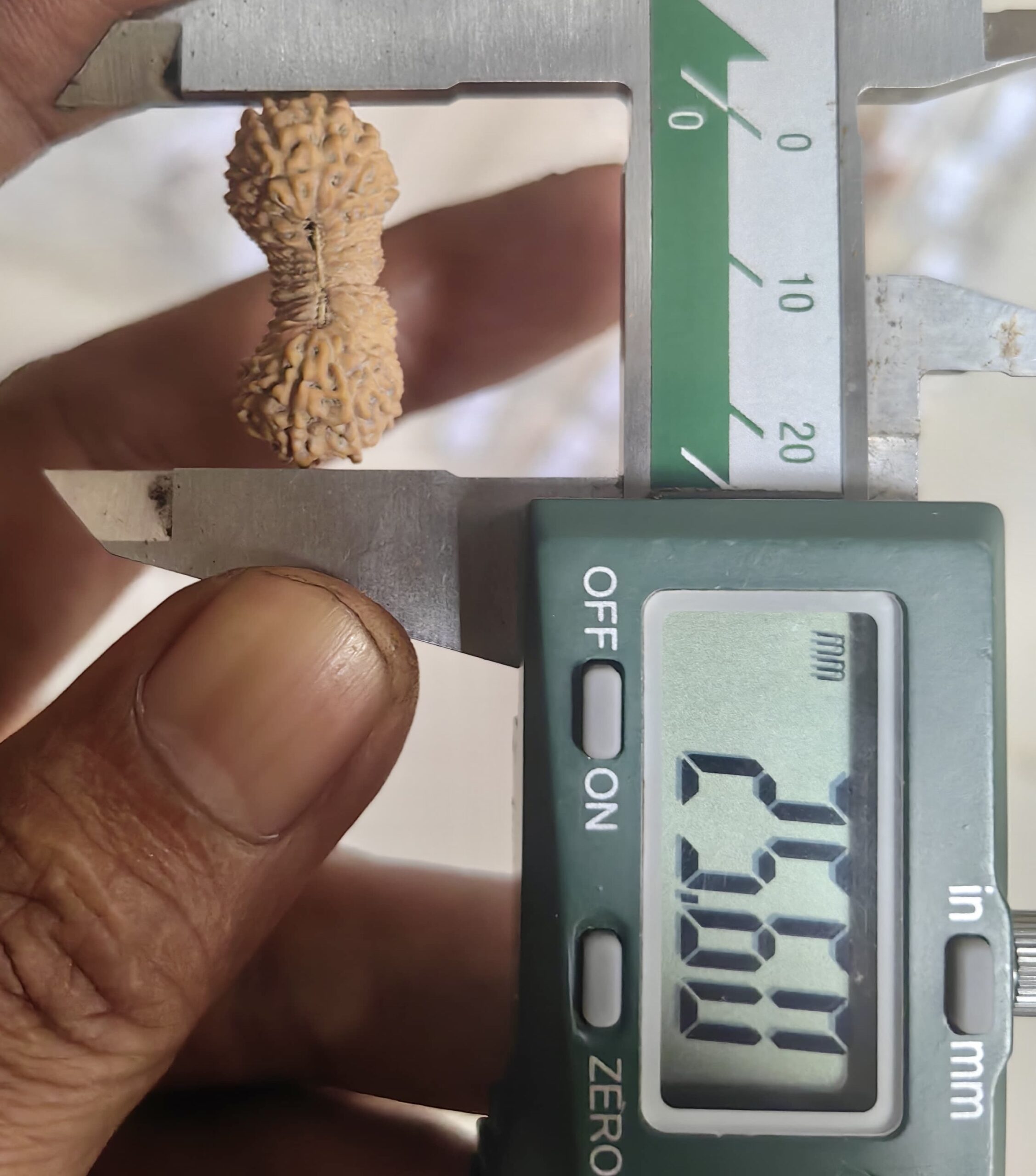 受注発注【ルドラクシャ３１面】コレクタービーズ(２６ーV)