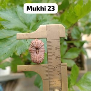 受注発注【ルドラクシャ２３面】コレクタービーズ(２６ーW)