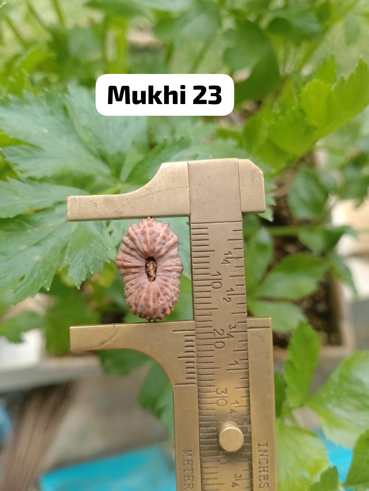 受注発注【ルドラクシャ２３面】コレクタービーズ(２６ーW)