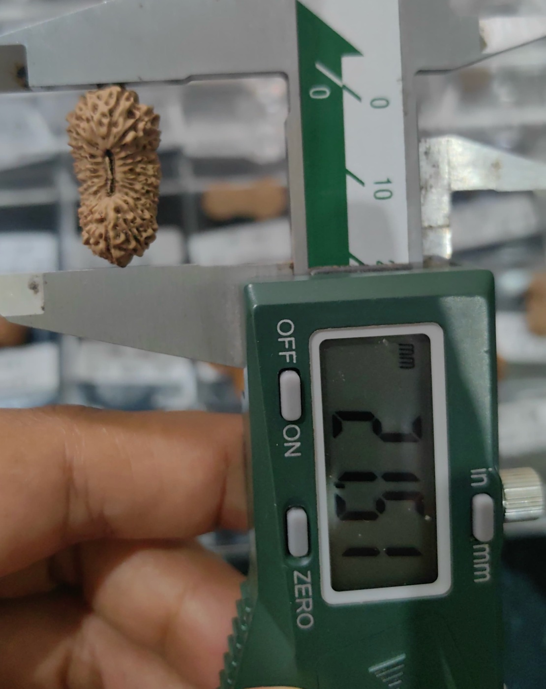 受注発注【ルドラクシャ２３面】コレクタービーズ(２６ーR)