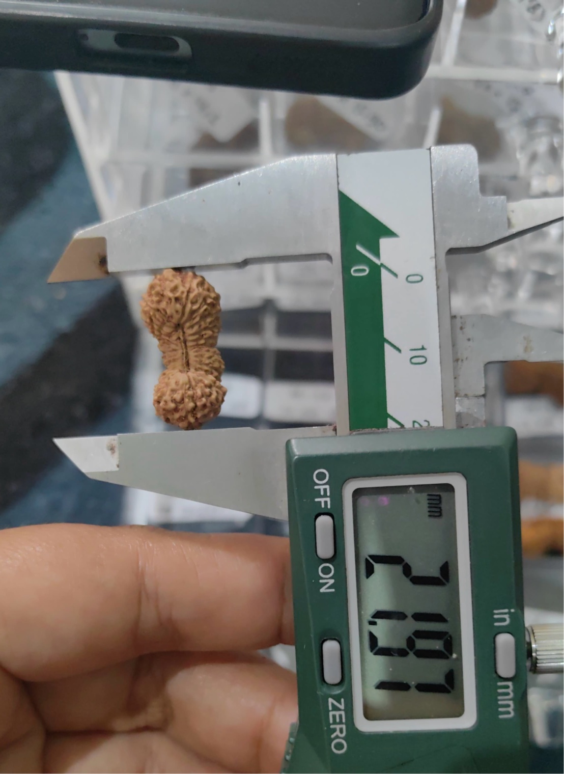 受注【ルドラクシャ２５面】コレクタービーズ（26ーT）