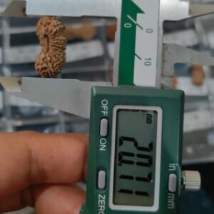 受注発注【ルドラクシャ２６面】コレクタービーズ(２６ーU)