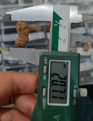 受注発注【ルドラクシャ２６面】コレクタービーズ(２６ーU)