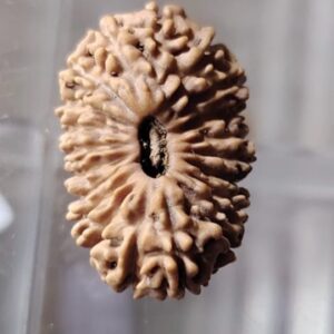 受注発注【ルドラクシャ２0面】コレクタービーズ(２６ーV)