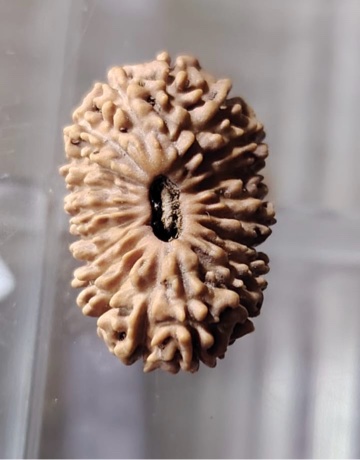 受注発注【ルドラクシャ２0面】コレクタービーズ(２６ーV)